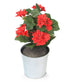 Artificial 24cm Red Begonia Plug Plant